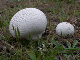 Handkea utriformis var. utriformis image