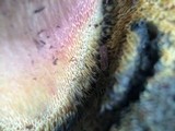 Boletus rubripes image