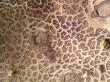 Boletus rubripes image