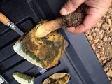 Boletus rubripes image