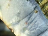 Boletus rubripes image