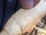 Boletus rubripes image