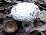 Amanita echinocephala image