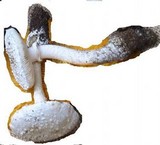 Amanita echinocephala image