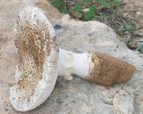 Amanita echinocephala image