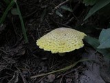 Floccularia luteovirens image