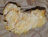 Hericium americanum image