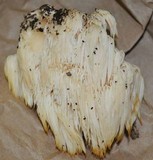 Hericium americanum image