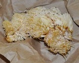 Hericium americanum image