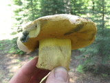 Caloboletus rubripes image
