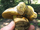 Caloboletus rubripes image