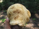 Caloboletus rubripes image
