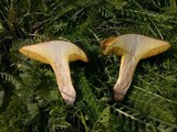 Suillus collinitus image