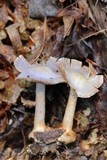 Cortinarius obliquus image