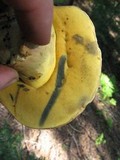 Caloboletus rubripes image