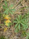 Puccinia malvacearum image