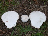 Handkea utriformis var. utriformis image