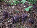 Alloclavaria purpurea image