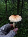 Lepiota magnispora image