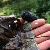 Marasmius epiphyllus image