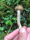 Hygrophorus olivaceoalbus image