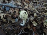 Amanita murrilliana image