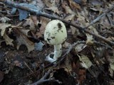 Amanita murrilliana image