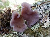 Laccaria amethystina image