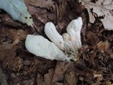 Underwoodia columnaris image