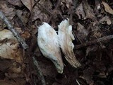 Underwoodia columnaris image