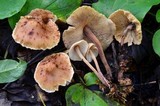 Gymnopus confluens image