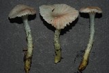 Gliophorus lilacipes image