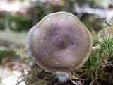 Lactarius uvidus image