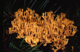 Phaeoclavulina myceliosa image