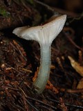 Gliophorus lilacipes image