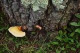 Ganoderma curtisii image