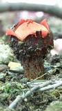 Calostoma cinnabarinum image