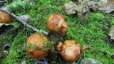 Calostoma cinnabarinum image