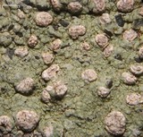 Enterographa zonata image