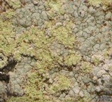 Porpidia albocaerulescens var. albocaerulescens image
