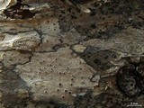 Lecanora wisconsinensis image
