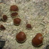 Lecanora wisconsinensis image