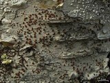 Lecanora wisconsinensis image