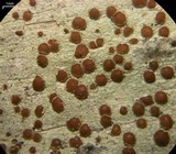 Lecanora wisconsinensis image