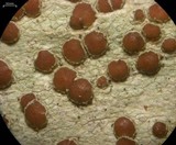 Lecanora wisconsinensis image