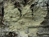 Lecanora thysanophora image