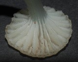 Gliophorus lilacipes image