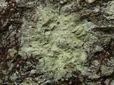 Lecanora thysanophora image