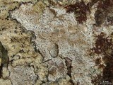 Anisomeridium polypori image