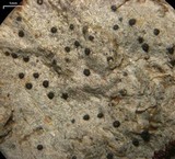 Anisomeridium polypori image
